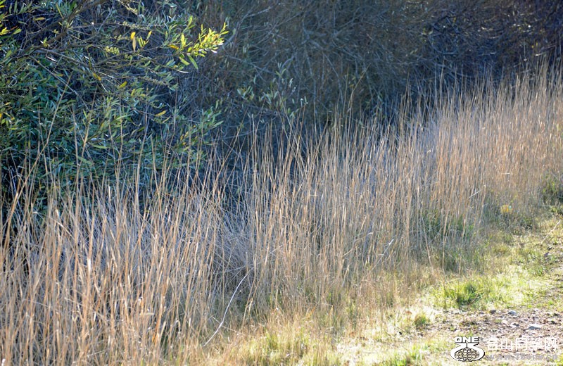 DSC_6195.JPG