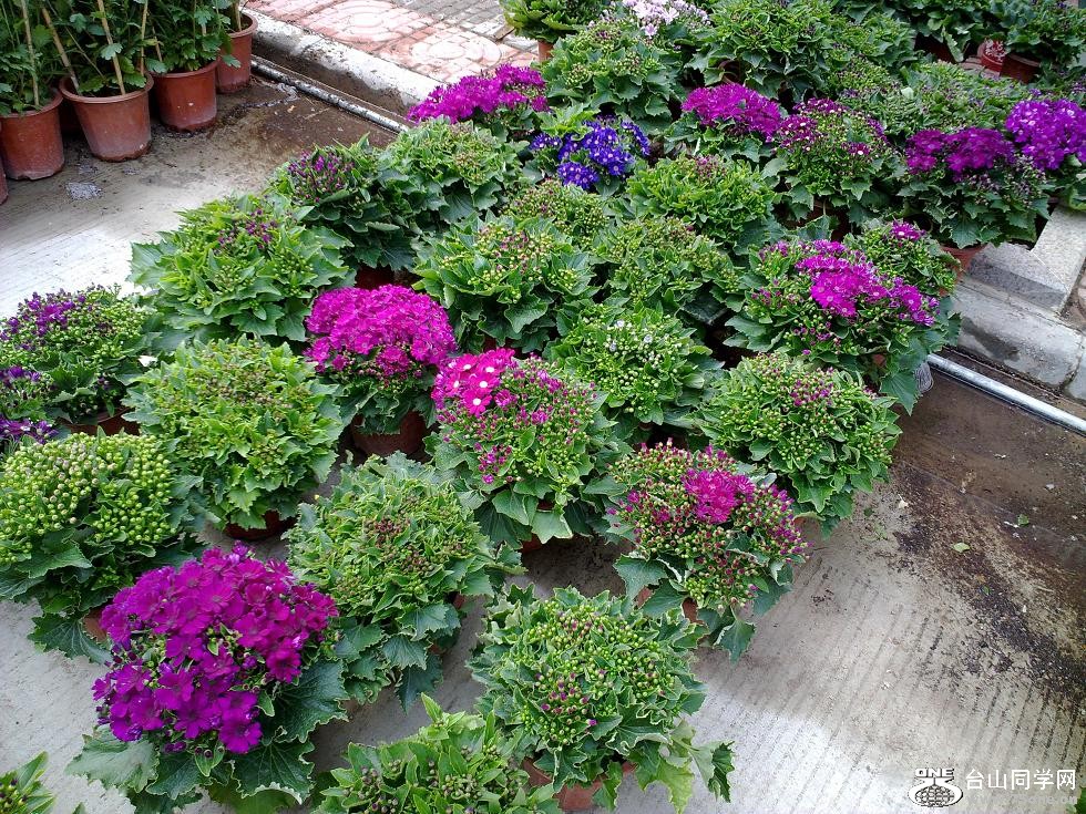20110129268.jpg
