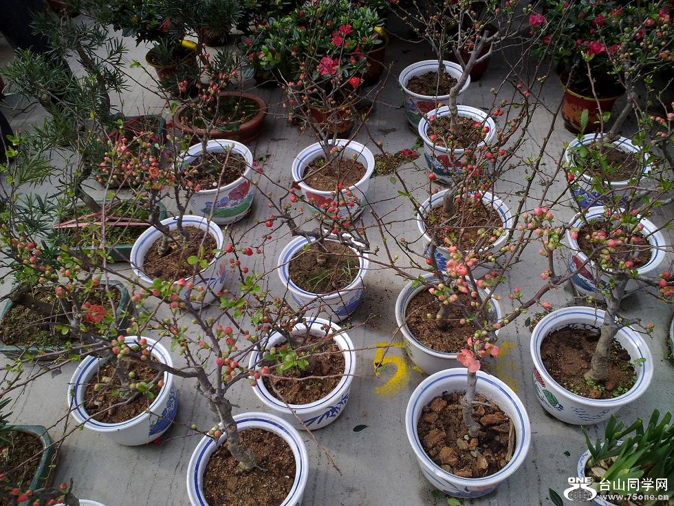 20110129265.jpg