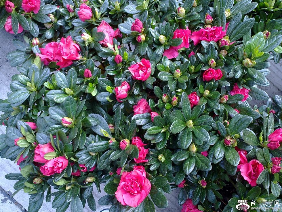 20110129278.jpg