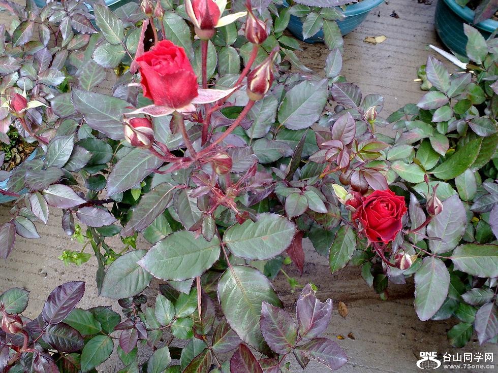 20110129275.jpg