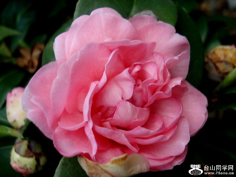 DSC01386.jpg