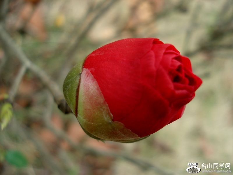 DSC01330.jpg