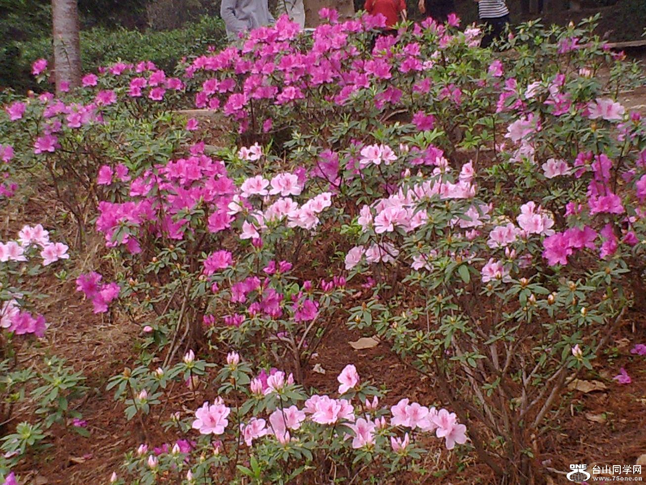 20110312748.jpg