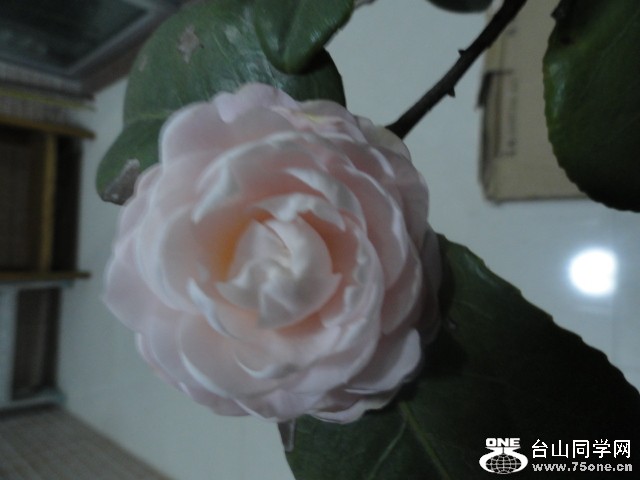DSC01398.JPG