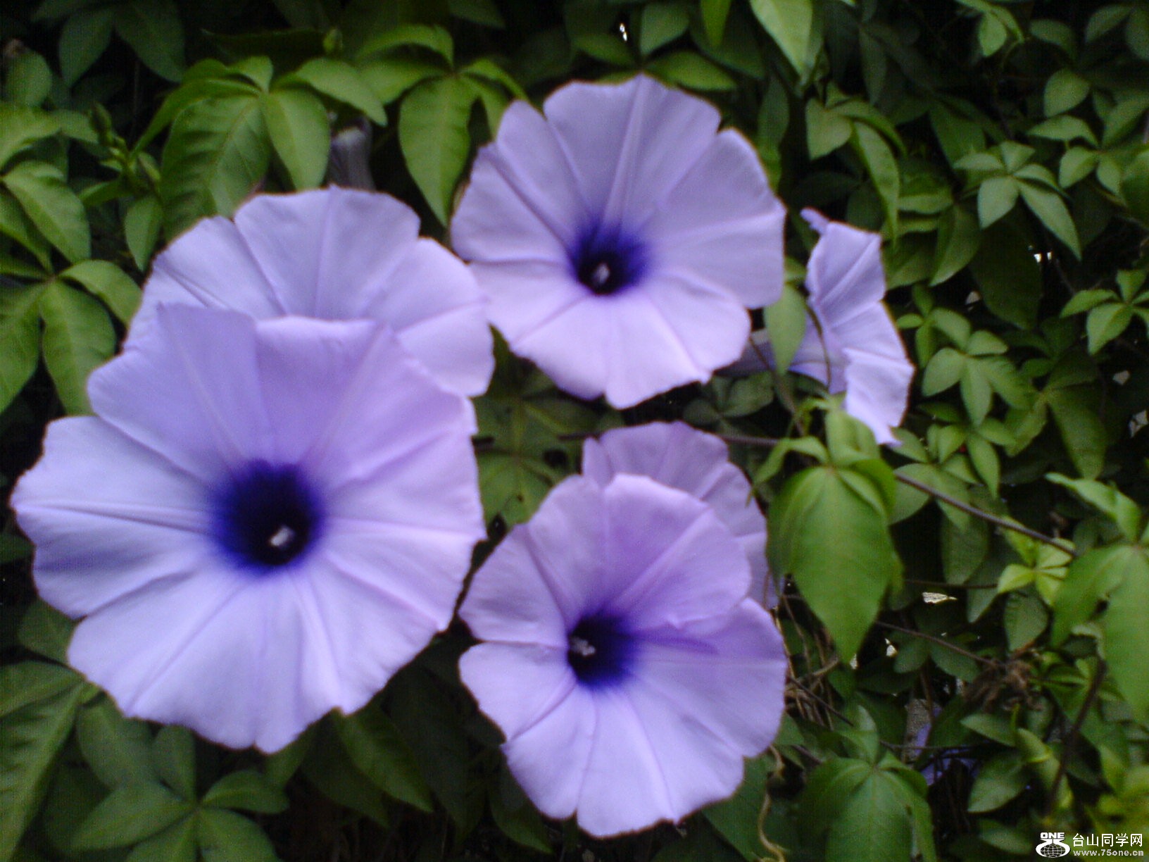 DSC05516.JPG