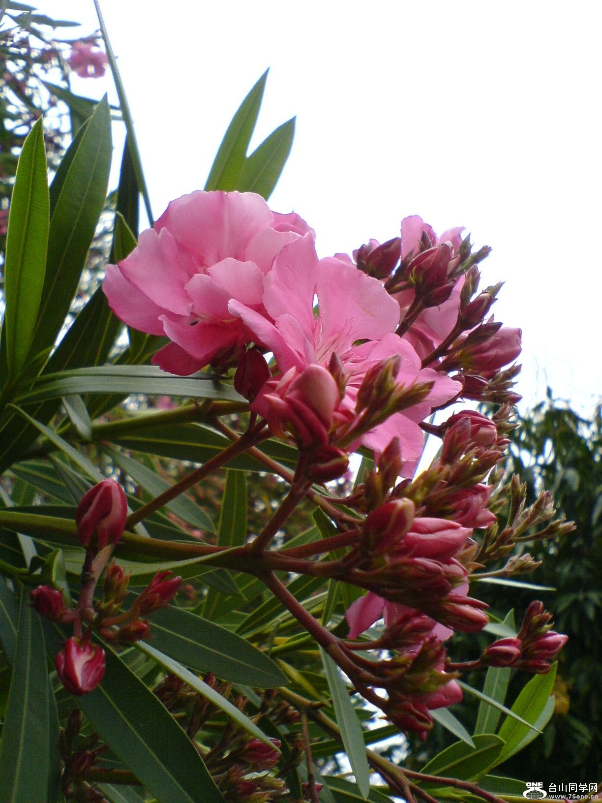 DSC05556.JPG