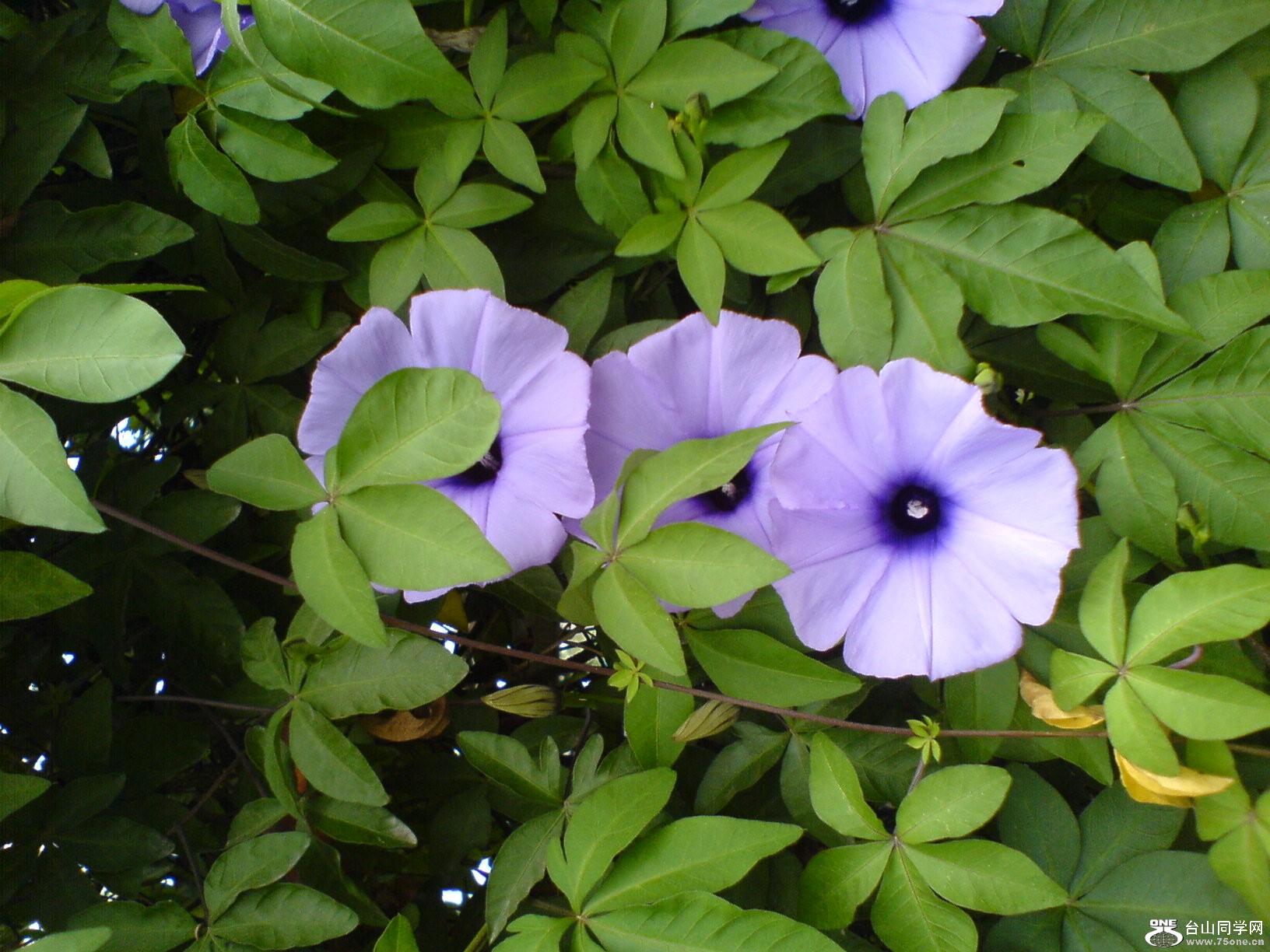 DSC05515.JPG