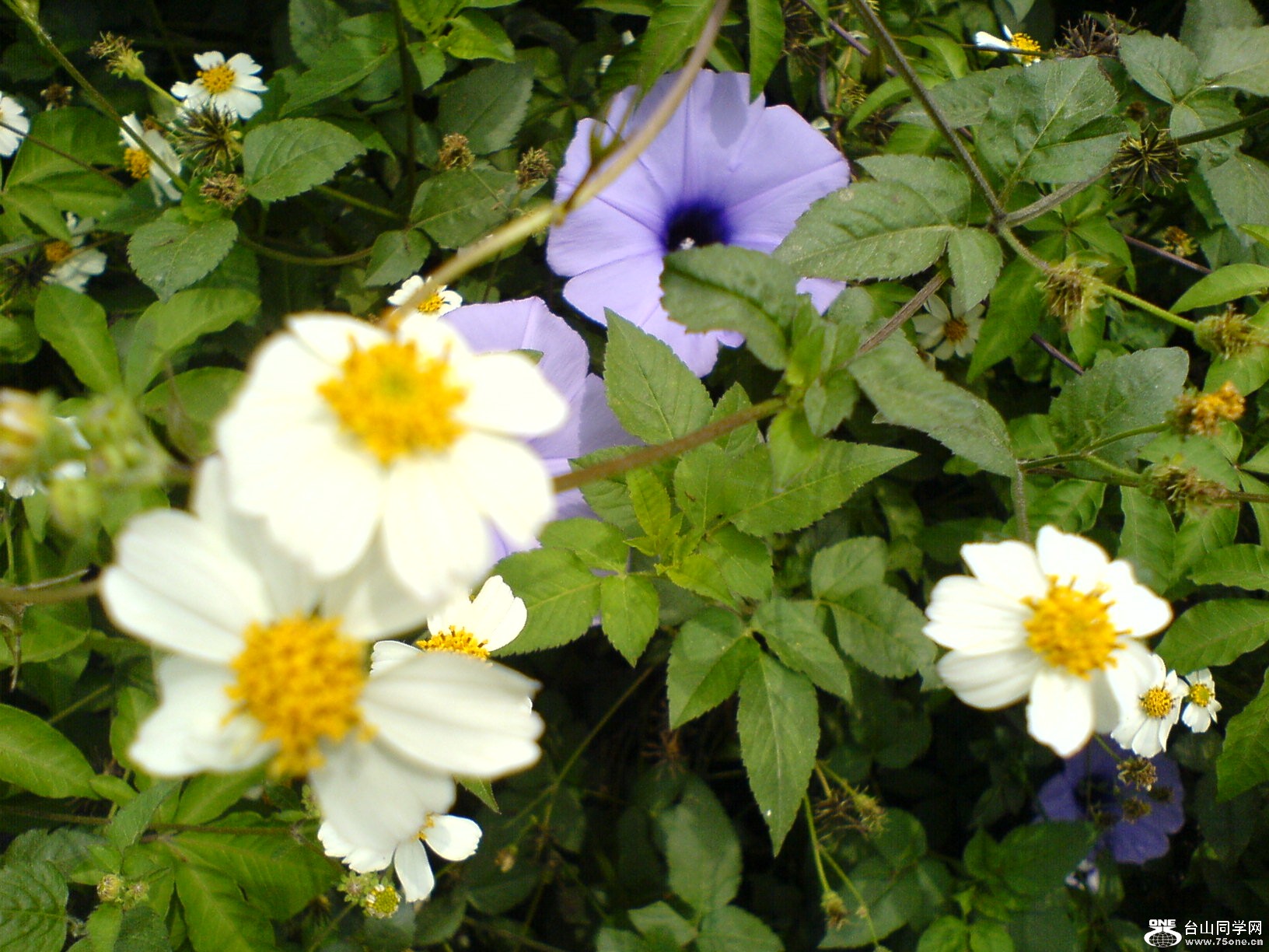 DSC05520.JPG