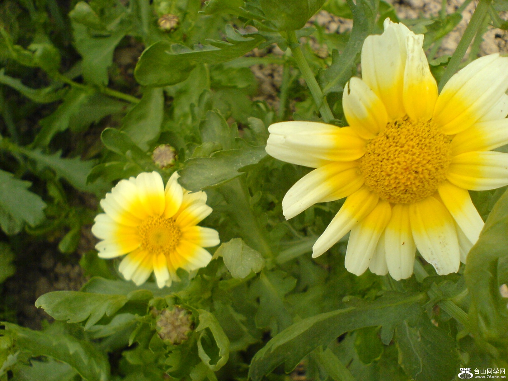 DSC05484.JPG