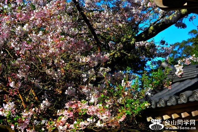DSC_4850_conew2.jpg