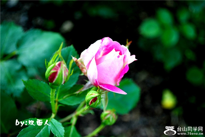 Picture 212_.jpg