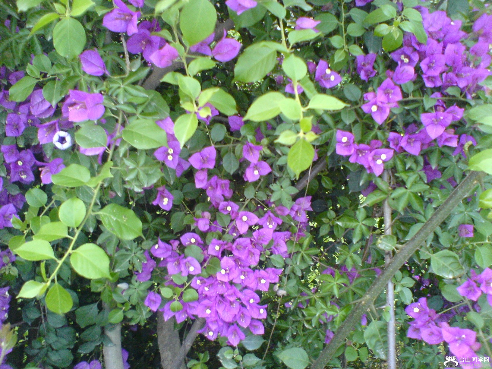 DSC05686.JPG