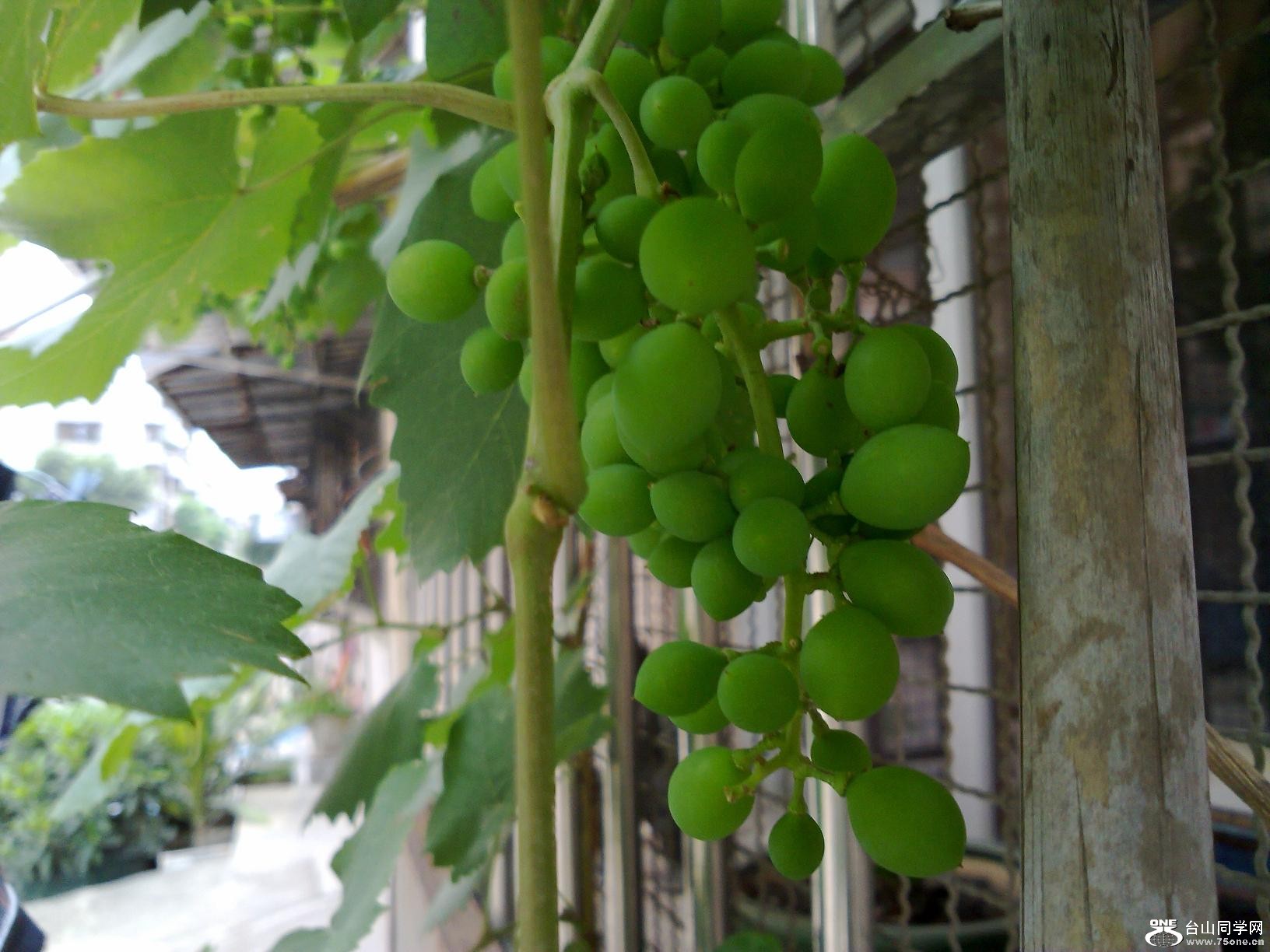 20110501054.jpg