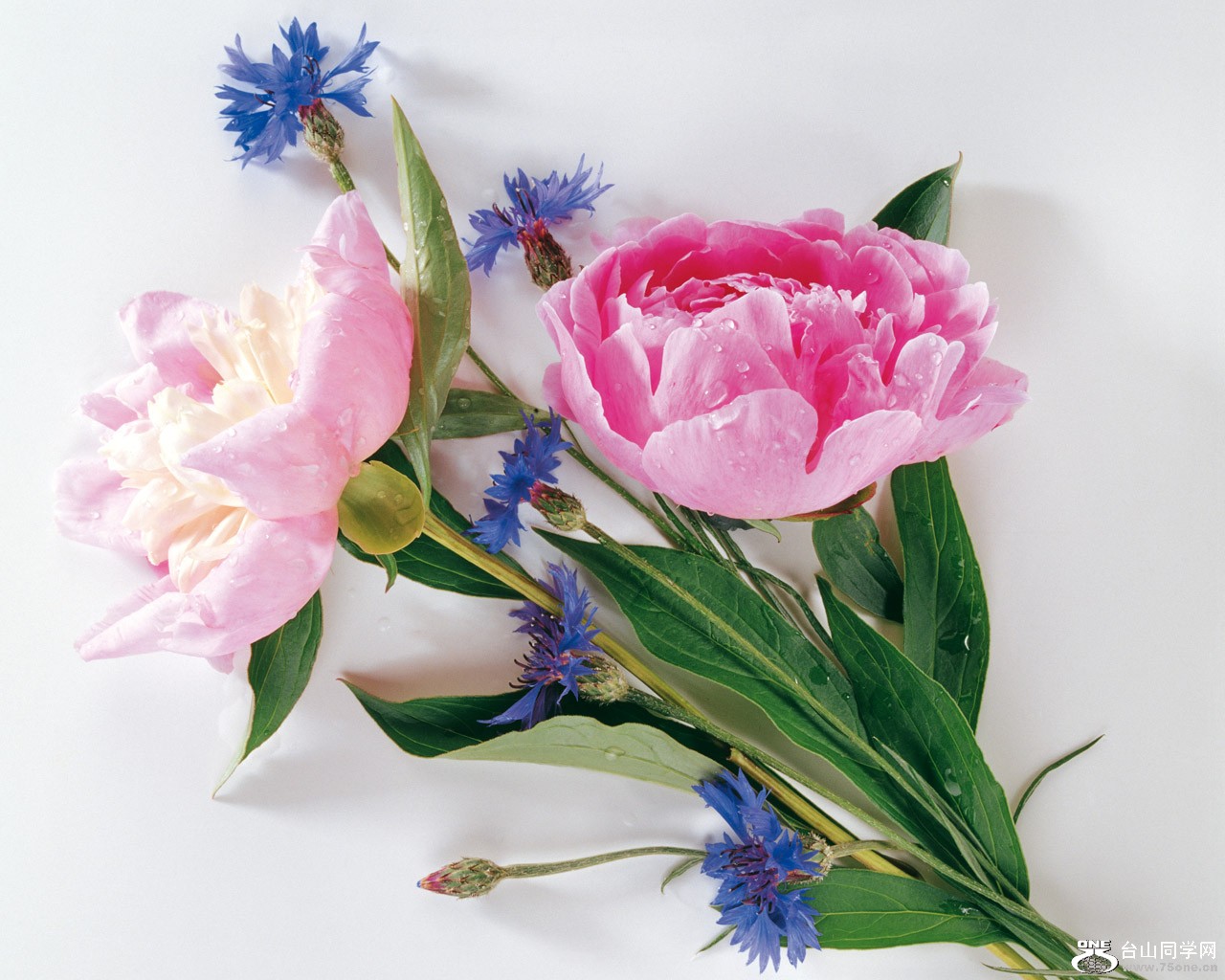 flower.jpg