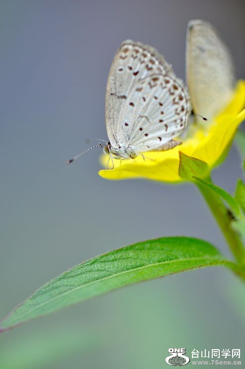 nEO_IMG_DSC_0705.jpg