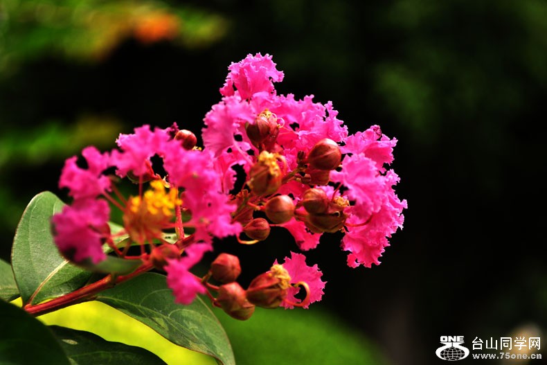 DSC_1445.jpg