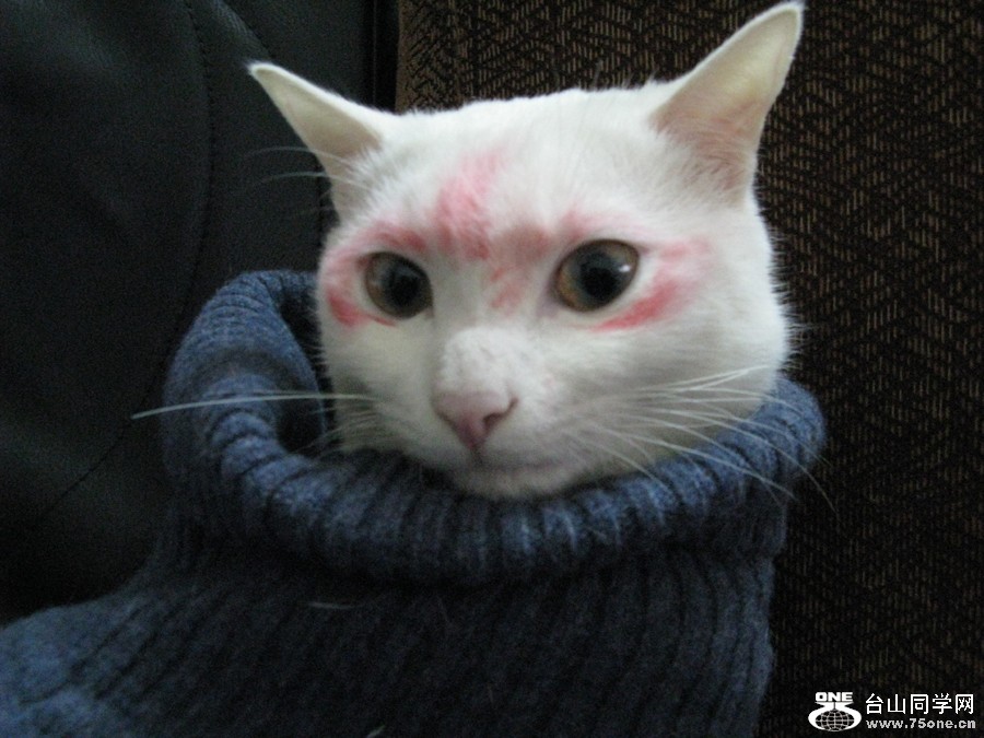 cat 005-1.jpg