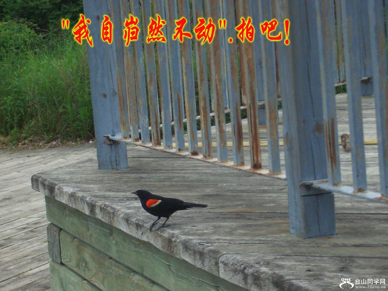 ɢ 037_conew1.jpg