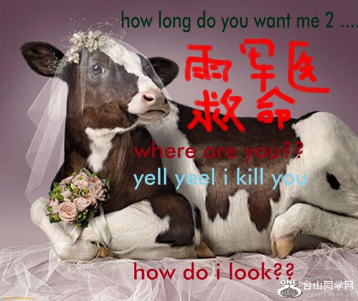 Cow-Wedding-1[1].jpg