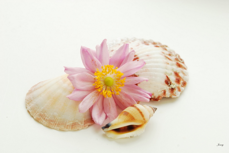 CSC_0115.JPG