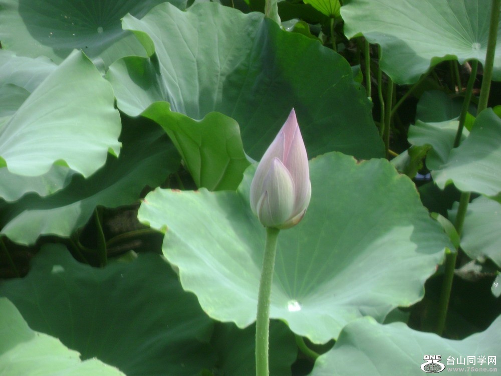 DSC02209.jpg