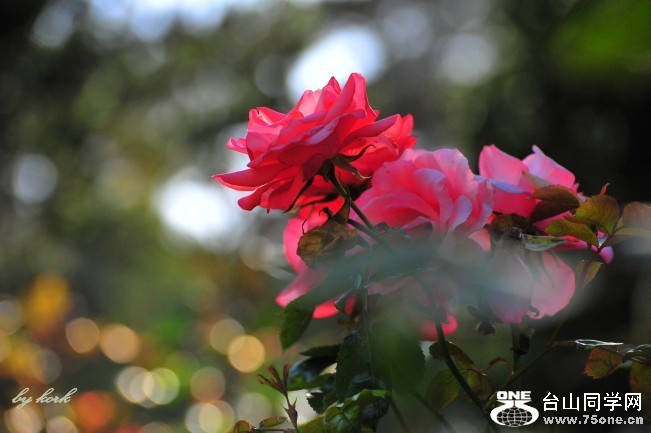 DSC_6147_conew2.jpg