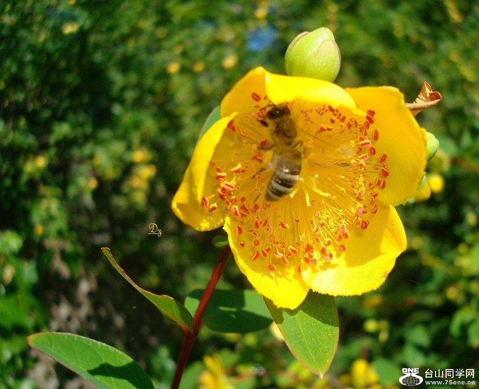 DSC08818-dz.jpg