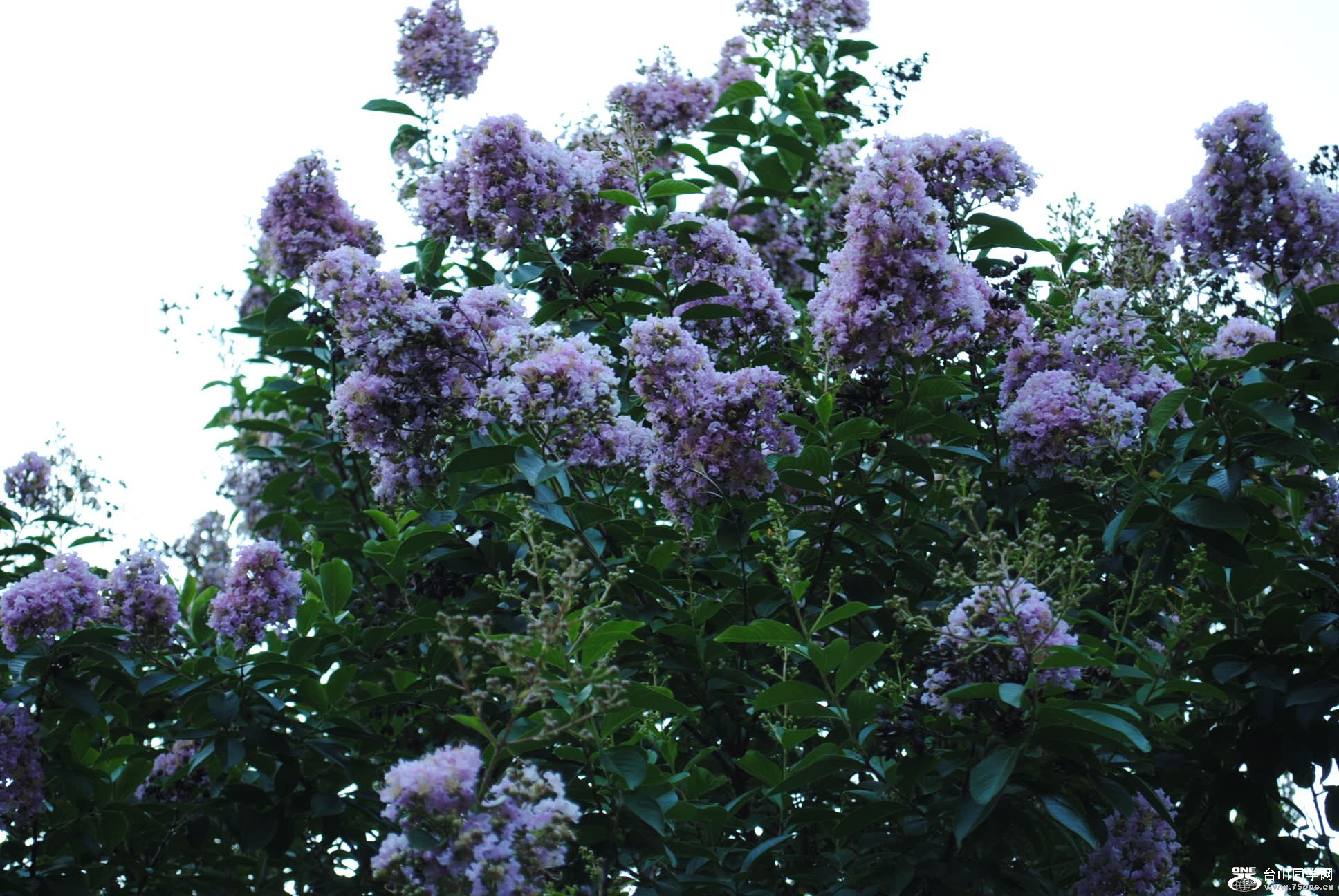 Picture 869.jpg