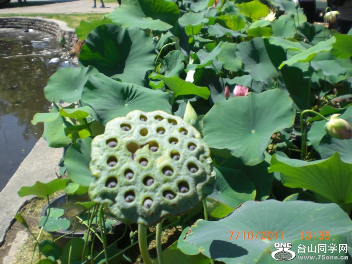 2011_07100051.JPG