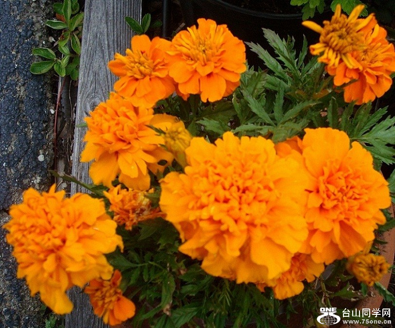 DSC08475-2.jpg