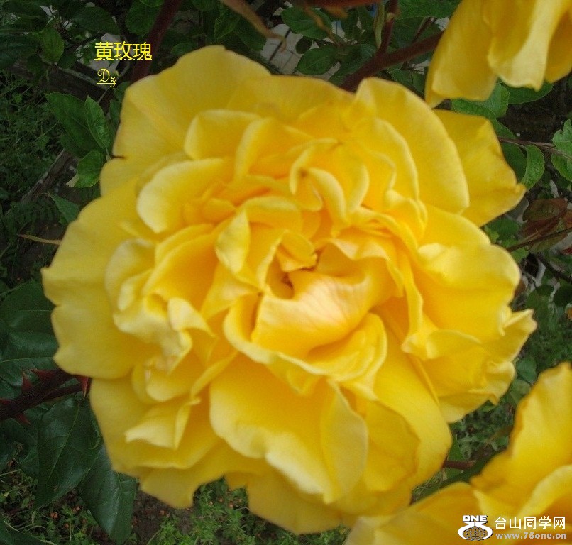 DSC08455-1.jpg