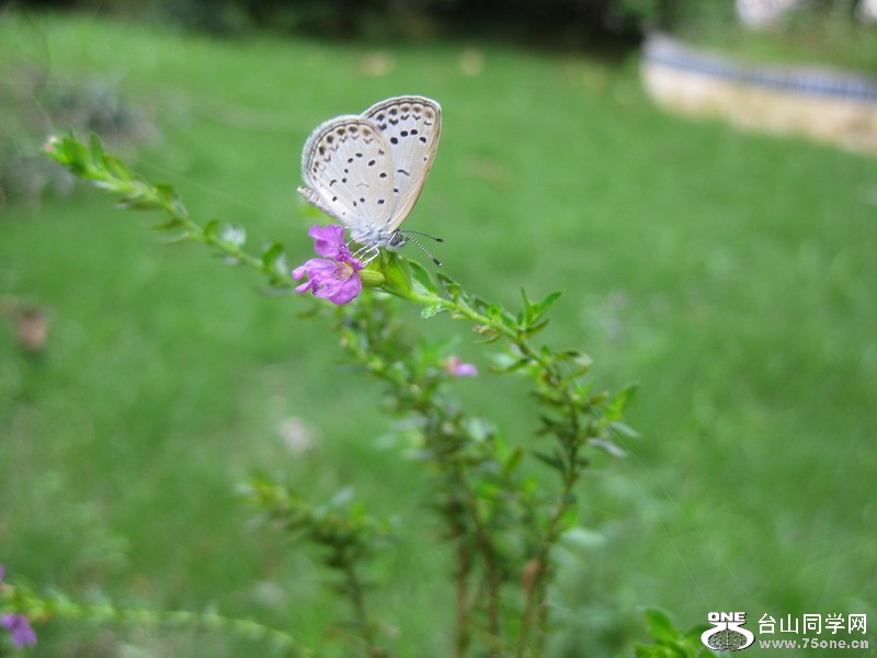 2011.7.17» 020.jpg