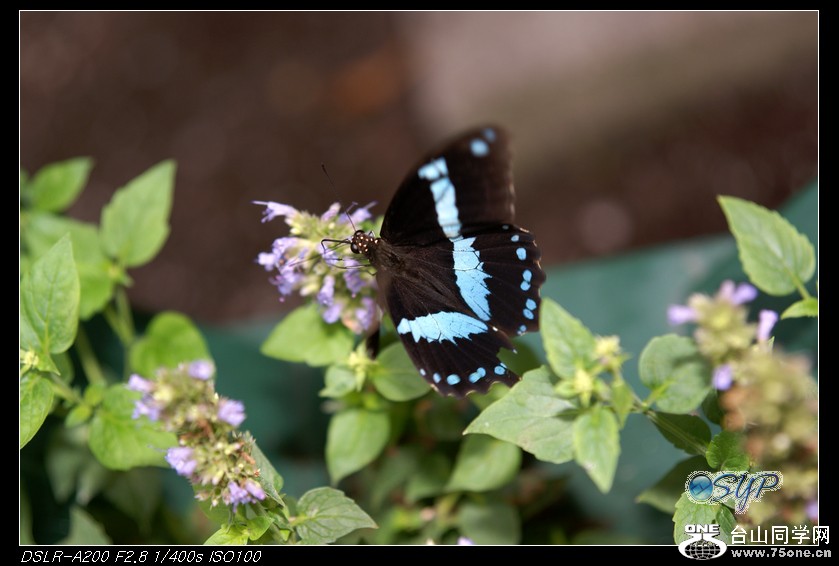 DSC01038a.jpg