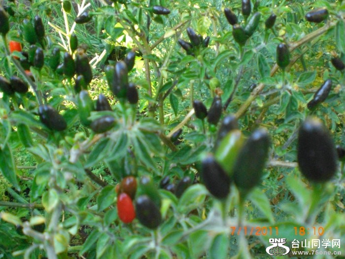 2011_07010045.JPG