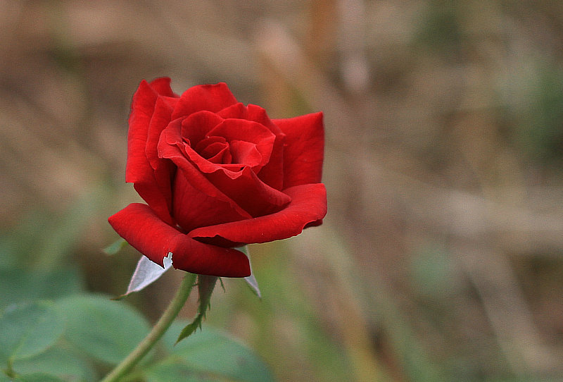 IMG_1602_.JPG