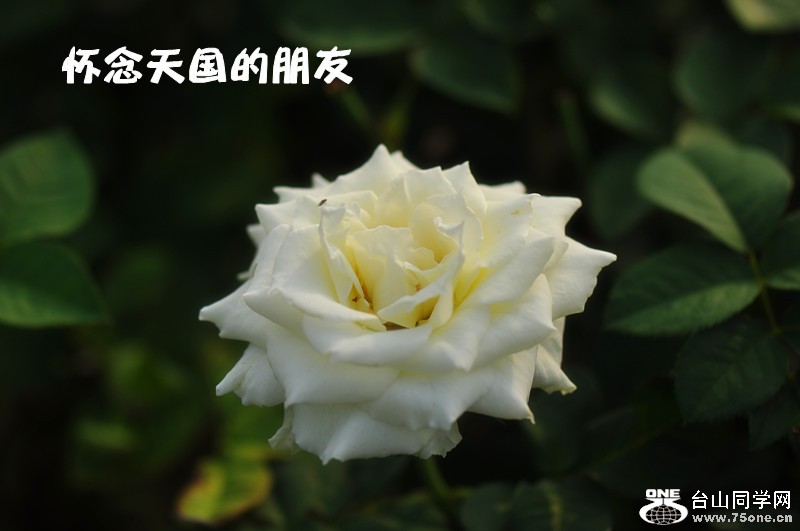 DSC_0247_.jpg