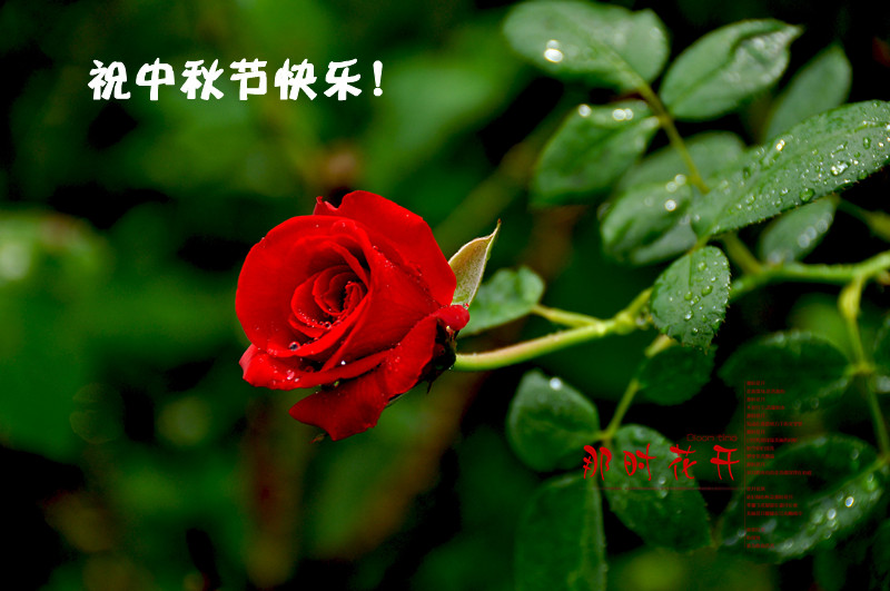 19_2459_eea7a968f4d92e4-copy1.jpg