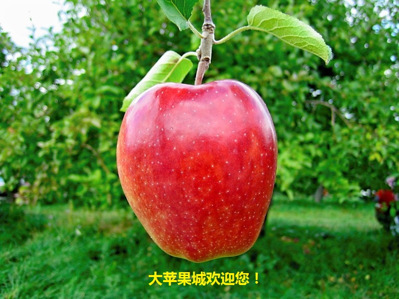 232323232fp6323;_nu=32_6_;93_656_WSNRCG=335339_;_732;nu0mrj[1].jpg