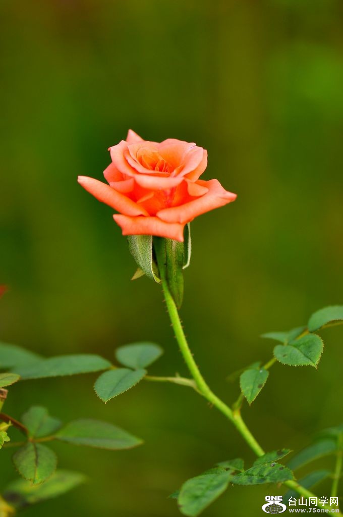 nEO_IMG_DSC_0354.jpg