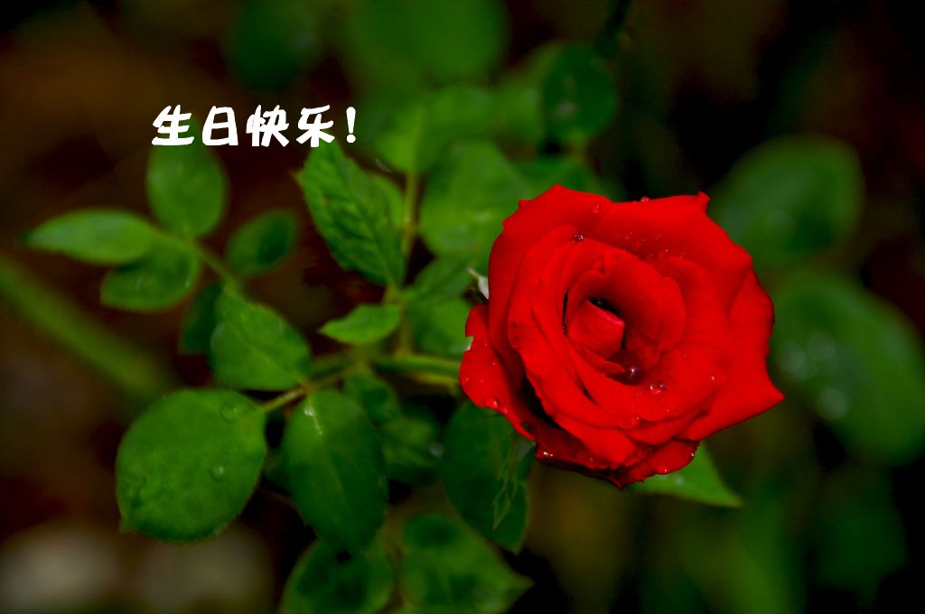 nEO_IMG_DSC_0100_.jpg