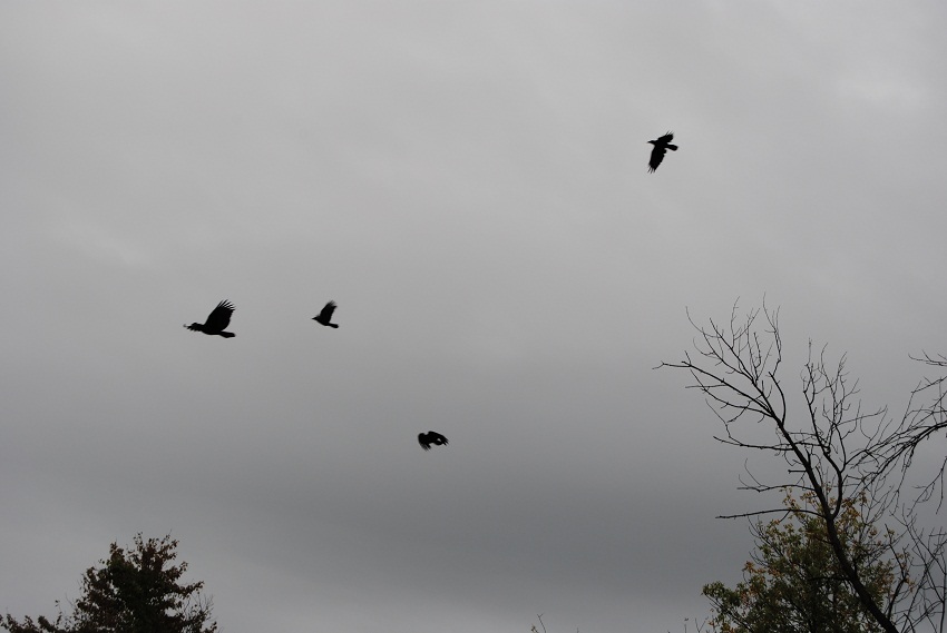 DSC_6456.JPG