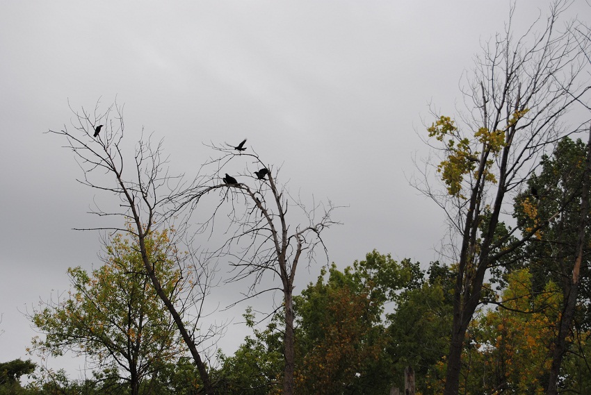 DSC_6453.JPG