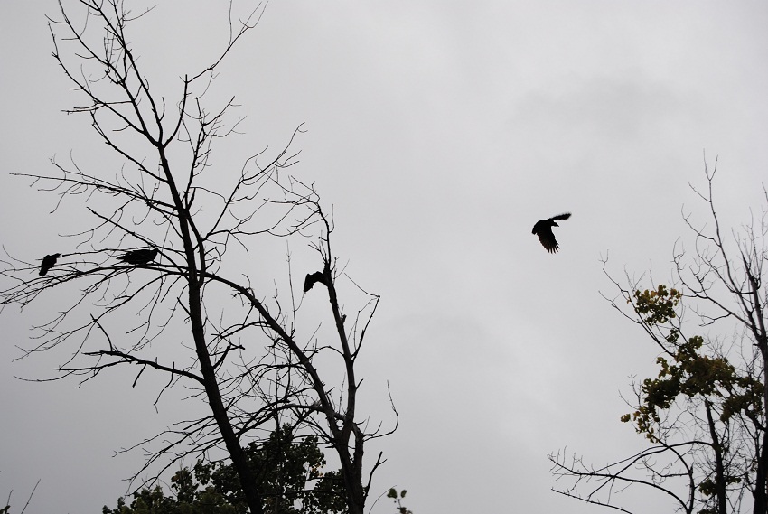 DSC_6440.JPG