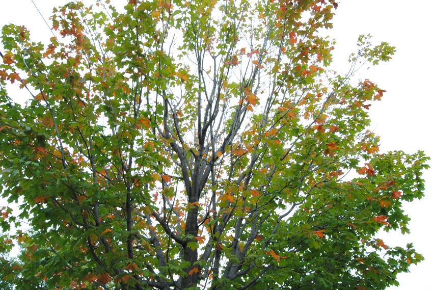 DSC_6478.JPG