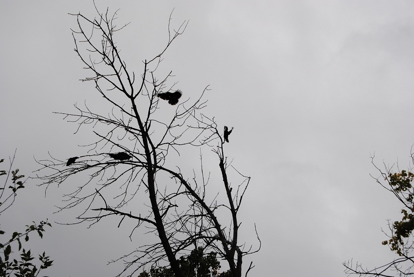 DSC_6437.JPG