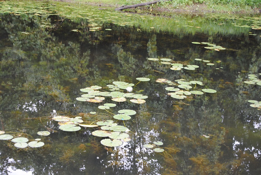 DSC_6462.JPG