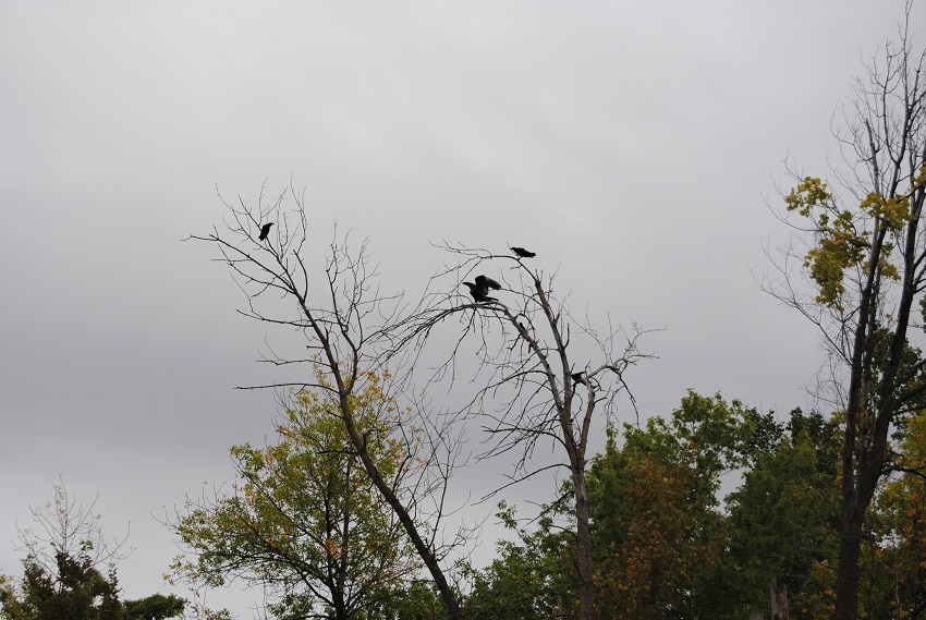 DSC_6455.JPG