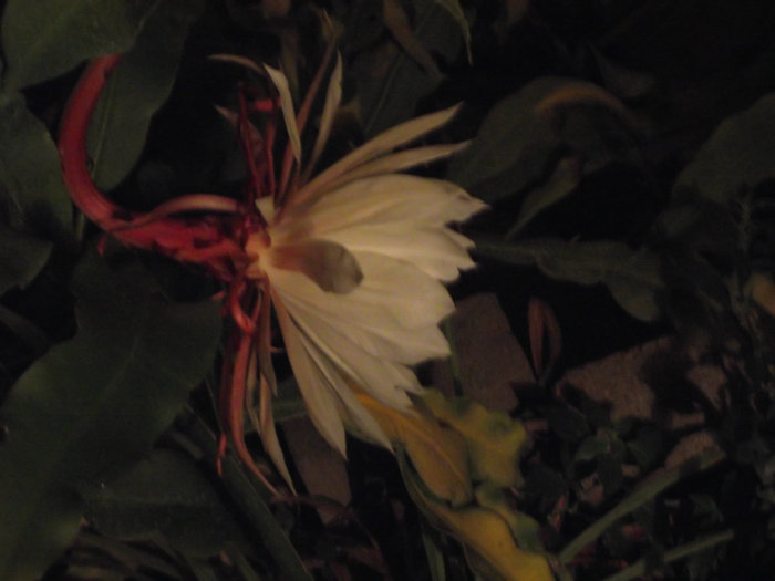 2011_06280055.JPG