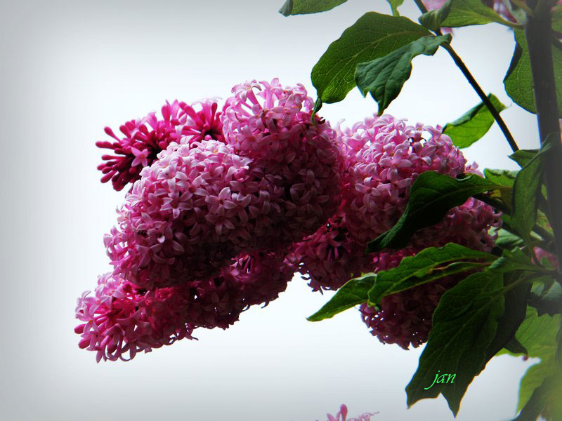 DSCF6181=0.jpg